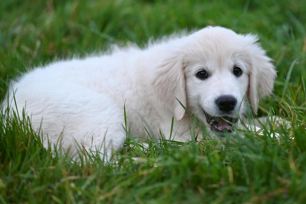 Ultimate Guide to Caring for Your Senior German Shepherd with Arthritis: Tips for Effective Exercise Management